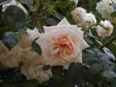 rosefog.us Pennylane