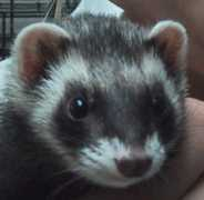 Pennysue