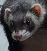 Pennysue