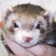 Pennysue