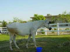 foreverfreehorserescue.com Pentar
