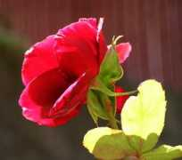 leblogdelabergerie.com Pentecost