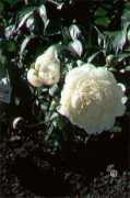 ext.colostate.edu Peonia