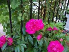 blog.mikedaum.com Peonies