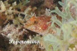quilianoweb.it Peperoncino