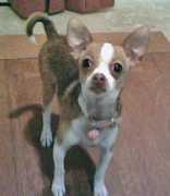 gotpetsonline.com Pepeta