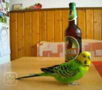 Pepik