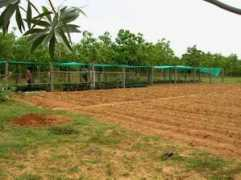 terreindienne.free.fr Pepini