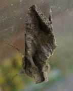 Peponis
