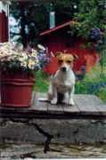Peppi