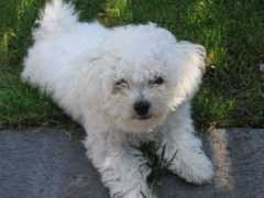 Peppie