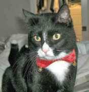 Peppie