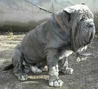 ildragokennels.com Peppiniello
