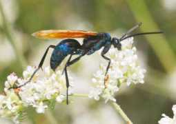 darwin.bio.uci.edu Pepsis