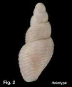 Pepta