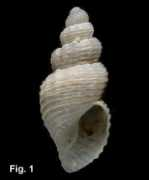 Pepta
