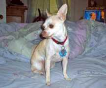 gotpetsonline.com Pequita