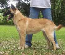 mystiquemalinois.com Peraka
