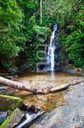 fotolibra.com Perangin