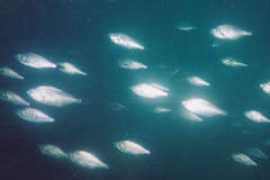 pnwscuba.com Perchina