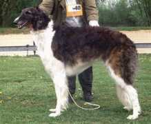 zarenreich.de Perchina