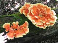 bbs.chineseofchicago.com Perchman