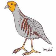 oiseaux.net Perdrix
