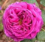 rosegathering.com Pereire
