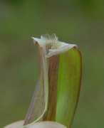 missouriplants.com Perenne