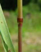 missouriplants.com Perenne