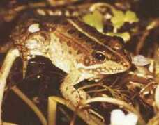 waterfrogs.sc.fsu.edu Perezi