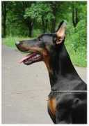 dobermann-review.com Perfekt