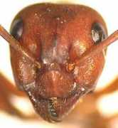 acad.carleton.edu Pergan