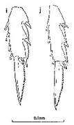 copepodes.obs-banyuls.fr Pergens