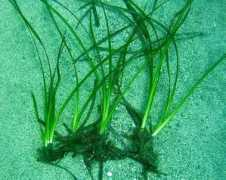 seagrassnet.org Pergent