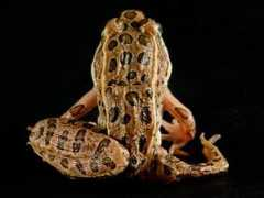 nationalgeographic.it Pergentile