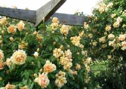 mooseyscountrygarden.com Pergola