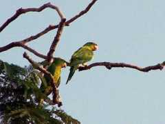 fotonatura.org Perico