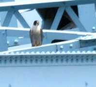 kvbirdclub.org Perig