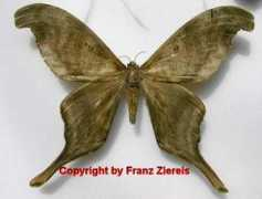 saturniidae-web.de Periga