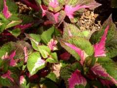 paradisegardentx.com Perilla