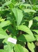 tobaccoseed.co.uk Perique