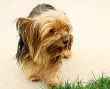 his.com Perkie