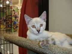 purrfectcats.org Perla