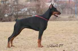dobermann-review.com Perlanera