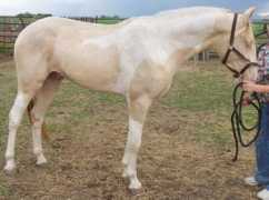 theequinest.com Perlino