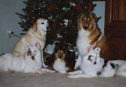 triangleshelties.com Perman