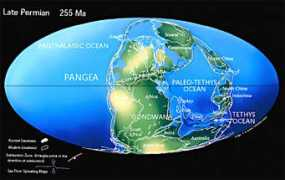discoveringfossils.co.uk Permian