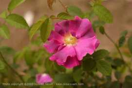 rosegathering.com Peronne