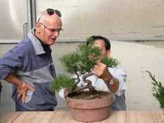arcobonsai.com Perott